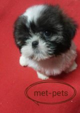 (ปิดการขาย)ลูกชิสุห์ทอย เพศเมีย 1 ตัว ผ่านการฉีดวัคซีนแล้ว สนใจโทร 088-4563514 ร...