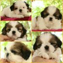 เปิดจอง รับน้อง 17 เมษายน  ผู้ 2 เมีย 3 จากบ้าน Kibzaa