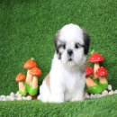 💖บ้านKibzaa💖 ด.ญ.โบตั๋น เกรดสวย น่ารัก  มารคกิ้งสวย 