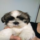 ชิสุห์ทอยเล็ก