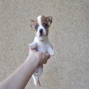 ขายชิวาวา ขนสั้น เพศผู้ อายุเดือนกว่า