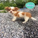 ชิวาวาขนยาวเพศผู้ 3800 บาท