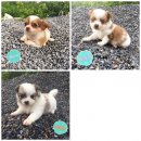 ชิวาวาขนยาวราคา3800 บาท