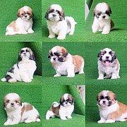 💥ลูกชิสุทอยแท้สุขภาพแข็งแรงทุกตัวมีบริการจัดส่งทั่วไทย>รับบัตรเครดิต&...