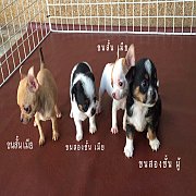 ขายชิวาวา ขนสั้นและขนสองชั้น 4ตัว พร้อมย้ายบ้าน