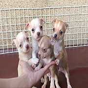ชิวาวา ขนสั้น เพศผู้ 4ตัว พร้อมย้ายบ้าน