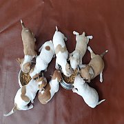 ชิวาวา พร้อมย้ายบ้าน มีให้เลือก 8ตัว