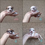 ชิวาวา ขนสั้น ผู้-เมีย รับประกันสุขภาพให้