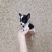 ชิวาวา ขนสั้น เพศผู้ พร้อมย้ายบ้าน รับประกันสุขภาพ