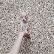 ชิวาวาผู้-เมีย ขนสั้น สุขภาพดี