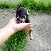 ชิวาวา เพศผู้ - เมีย ขนสั้น พร้อมย้ายบ้าน