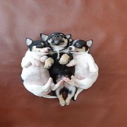 ชิวาวา ขนสั้น ผู้2 เมีย1 พร้อมย้ายบ้าน