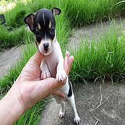 ชิวาวา ขนสั้น เพศเมีย พร้อมย้ายบ้าน