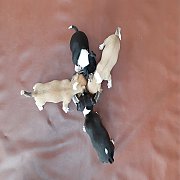 ชิวาวา ขนสั้น ผู้-เมีย 4ตัว พร้อมย้ายบ้าน