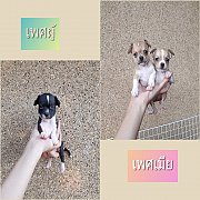 ชิวาวา ขนสั้น 3ตัว พร้อมย้ายบ้าน