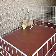 ชิวาวา ขนสั้น เพศเมีย พร้อมย้ายบ้าน