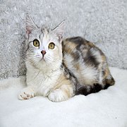 ขายลูกแมวสก๊อตติชโฟลด์ สามสี เพศเมีย 5 เดือน