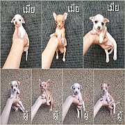 ชิวาวา ขนสั้น 8ตัว (3คอก) พร้อมย้ายบ้าน