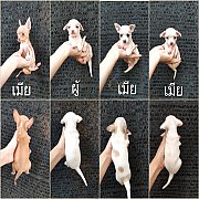 ชิวาวา ขนสั้น 4ตัว ผู้-เมีน พร้อมย้ายบ้าน