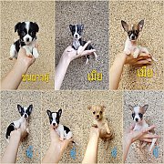 ชิวาวา ขนสั้น-ขนยาว 7ตัว พร้อมย้ายบ้าน
