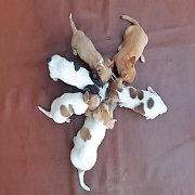 ชิวาวา เพศผู้ - เมีย ขนสั้น 6ตัว พร้อมย้ายบ้าน