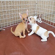 ชิวาวา เพศผู้ - เมีย ขนสั้น 4ตัว พร้อมย้ายบ้าน