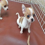 ชิวาวา ขนสั้น เพศเมีย พร้อมย้ายบ้าน