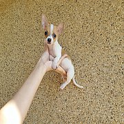 ชิวาวา ขนสั้น เพศผู้ พร้อมย้ายบ้าน