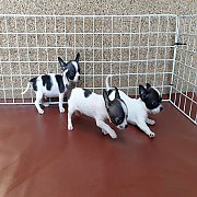 ชิวาวา ขนสั้น เพศผู้ 3ตัว พร้อมย้ายบ้าน