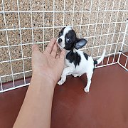 ชิวาวา ขนสั้น เพศผู้ พร้อมย้ายบ้าน