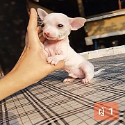 ชิวาวา ขนสั้น เพศผู้ 4ตัว พร้อมย้ายบ้าน