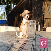 ชิวาวา ขนสั้น เพศผู้ 4ตัว พร้อมย้ายบ้าน