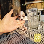 ชิวาวา ขนสั้น เพศผู้ 4ตัว พร้อมย้ายบ้าน