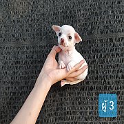 ชิวาวา ขนสั้น เพศผู้ 4ตัว พร้อมย้ายบ้าน