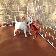 ชิวาวา ขนสั้น เพศผู้ พร้อมย้ายบ้าน