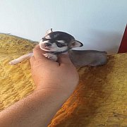 ขสบาย ลูกสุนัข ชิวาวา ไซด์จิ๋ว เพศเมีย