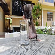 ชิวาวา ขนสั้น เพศผู้ พร้อมย้ายบ้าน