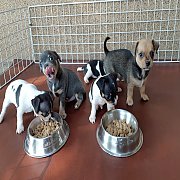 ชิวาวา ขนสั้น 5ตัว พร้อมย้ายบ้าน