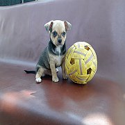 ชิวาวา ขนสั้น เพศผู้ พร้อมย้ายบ้าน