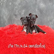 ชิวาวา ขนสั้น เพศเมีย 2ตัว พร้อมย้ายบ้าน