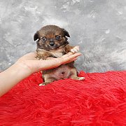 ชิวาวา ขนยาว เพศผู้ พร้อมย้ายบ้าน