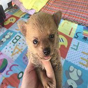 ปอมผสมชิวาวา