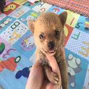 ชิวาวาผสมปอม เมีย 3000