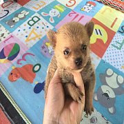 ปอมผสมชิวาวา เบา ๆ