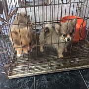 ชิวาวาผสมปอม แท้ เบา ๆ 3000