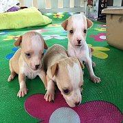 ชิวาวาแท้น่ารัก 3000