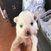 ปอมผสมน่ารัก  3500