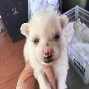 ปอมผสมน่ารัก จัดเบา