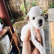 พุดเดิ้นแท้ สีขาว และสีน้ำตาล