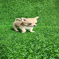 ชิวาวา ขนสองชั้น 